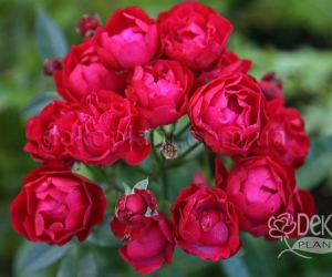 Роза Morsdag Red (Морсдаг Ред)