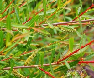 Лиственный кустарник Salix purpurеа (Ива пурпурная)