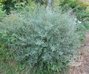 Декоративний листяний кущ Salix purpurеа (Верба пурпурова)