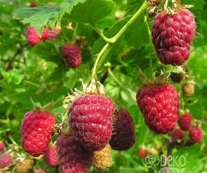 Малина Моллинг Промис