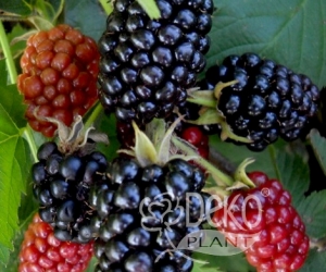 Ежевика Лохнес Ежевика Лохнес