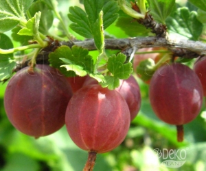 Крыжовник Машека