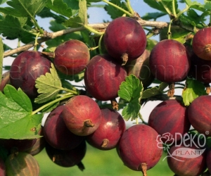 Крыжовник Оксамыт
