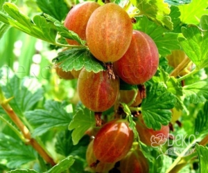 Крыжовник Сварог