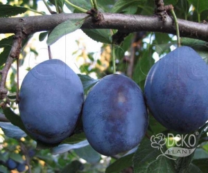 Слива Чачакская Ранняя