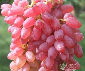Виноград Кишмыш Таировский