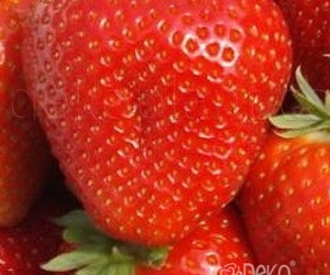 Земляника садовая Румба