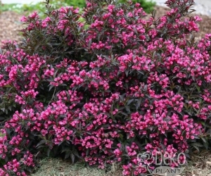 Квітучий кущ Weigela Purpurea (Вейгела Пурпуреа) 