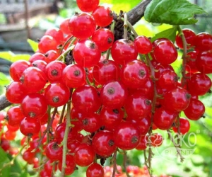 Смородина червона Світлиця 