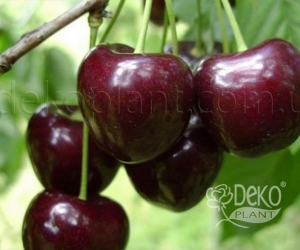 Черешня Мелитопольская чёрная