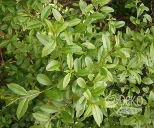 Лиственный кустарник Ligustrum Vulgaris (Бирючина Обычная)