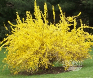 Цветущий кустарник Forsythia Intermedia (Форзиция Среднерослая)