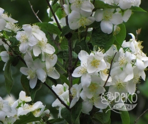 Цветущий кустарник Philadelphus (Жасмин)