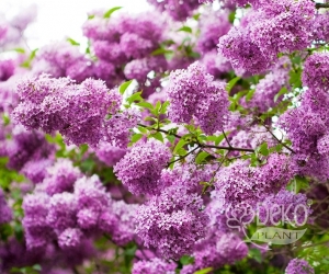 Цветущий кустарник Syringa Vulgaris (Сирень Обыкновенная)