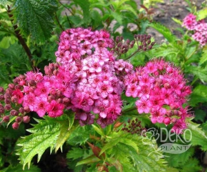 Цветущий кустарник Spiraea Bumalda (Спирея Бумальда)