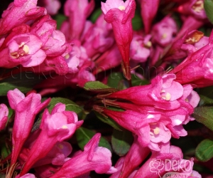 Цветущий кустарник Weigela Florida (Вейгела Цветущая)