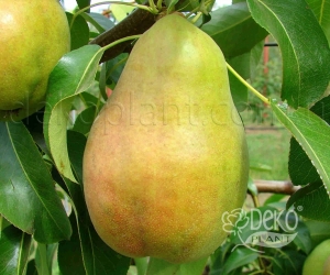 Груша Кюре