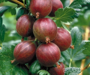 Крыжовник Хиннонмаки Ред