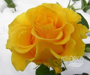 Роза Sphinx Gold (Сфинкс Голд)