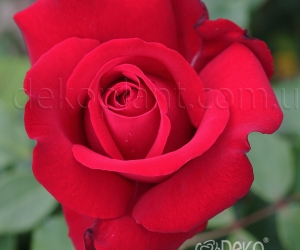 Роза Dame de Coeur (Дам де Кёр)