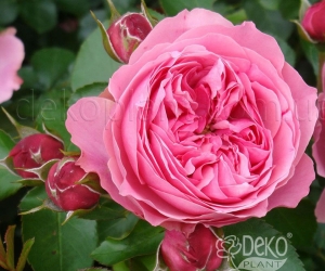Роза Leonardo da Vinci (Леонардо Да Винчи)