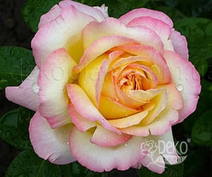 Роза Peace (Пис)