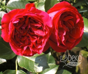 Роза Red Eden Rose (Ред Эден Роуз)