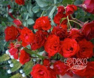 Роза Red Fairy (Ред Фейри)
