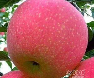 Яблоня Фуджи Кику 8
