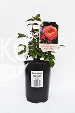 Potted Plant Potted Plant