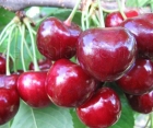 Черешня Лапинс Черешня Лапинс