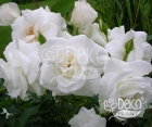 Роза Avenue White (Авеню Уайт)