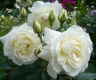 Роза Avenue White (Авеню Уайт)