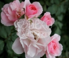 Роза Avenue Pink (Авеню Пинк)