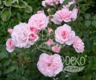 Роза Avenue Pink (Авеню Пинк)