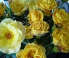 Роза Avenue Yellow (Авеню Йеллоу)