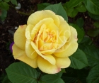 Роза Avenue Yellow (Авеню Йеллоу)