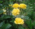 Роза Avenue Yellow (Авеню Йеллоу)