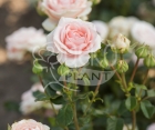 Роза Solo Pink (Соло Пинк)