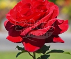 Роза Solo Red (Соло Ред)