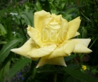 Роза Solo Yellow (Соло Йеллоу)