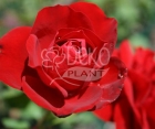 Роза Avenue Red (Авеню Ред)