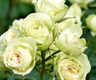 Троянда Lovely Green (Лавлі Грін)