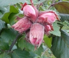 Фундук Сирена (краснолистый)