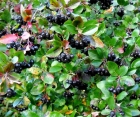 Декоративний листяний кущ Aronia Melanocarpa (Аронія)