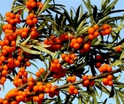 Декоративний листяний кущ Hippophae Rhamnoides (Обліпиха)