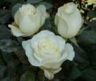 Троянда Avalange (Аваланж)