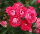 Роза Ruby Ice (Руби Айс) Роза Ruby Ice (Руби Айс)