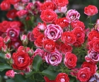 Роза Ruby Ice (Руби Айс)