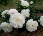 Роза White Meidiland (Вайт Мейланд)